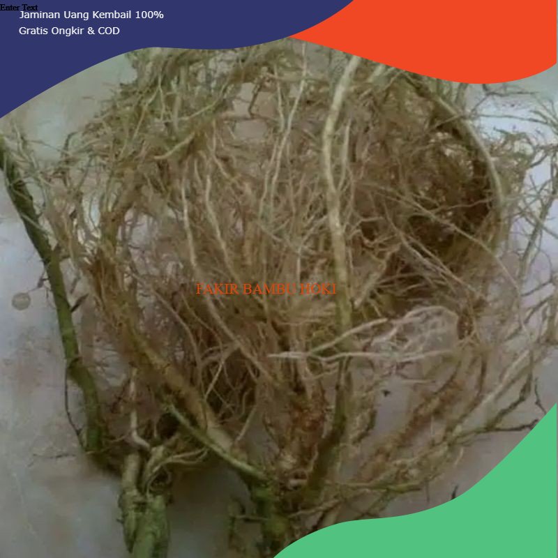 

PROMO Akar Takokak Segar Basah / Solanum torvum terung pipit TERMURAH