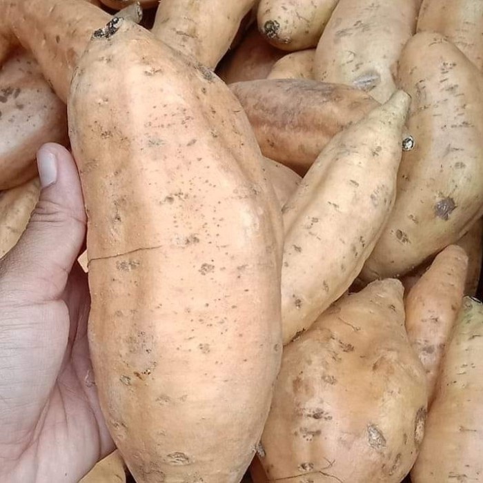 

ubi jalar putih 1 kg manis pulen