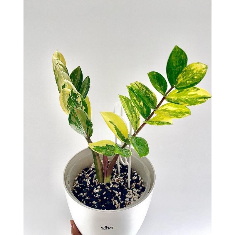Tanaman bunga Zamia asli variegata / jamia kulkas varigata / zamia culcas / Zamioculcas zamiifolia v