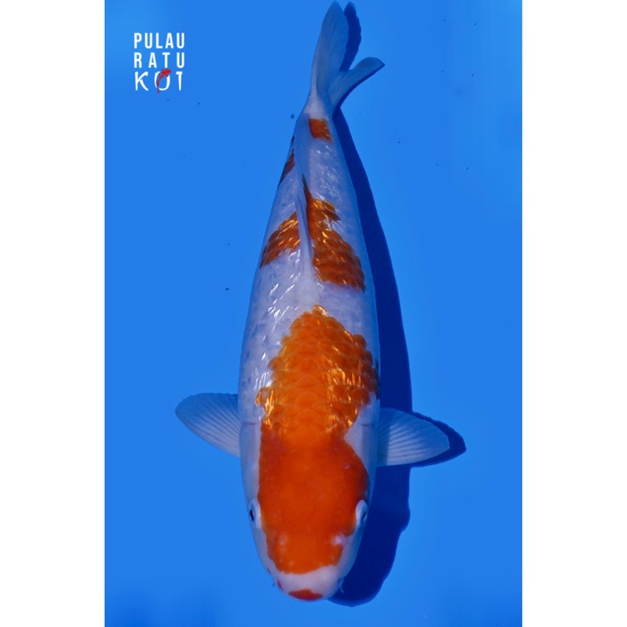Ginrin kohaku shinoda 45 bu female ikan koi import sertifikat breeder