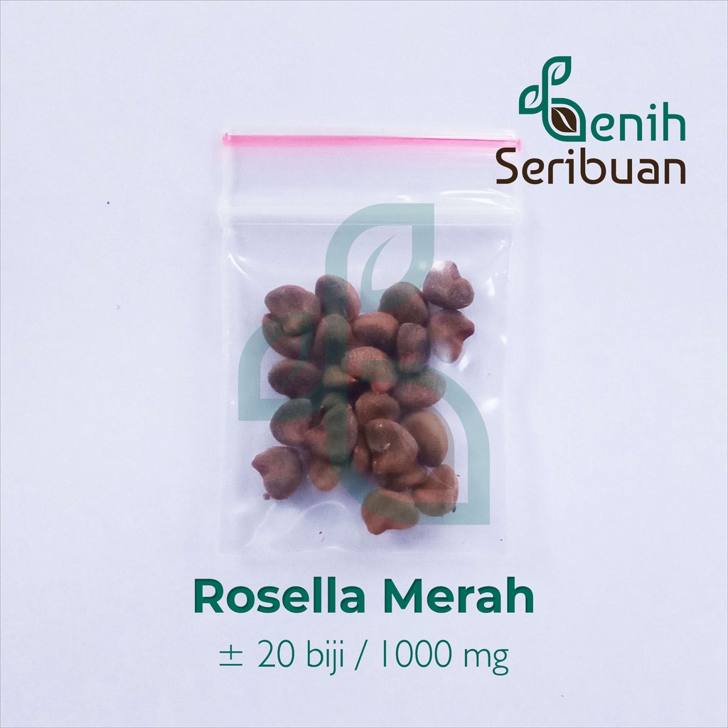 Benih Seribuan - 20 Bibit Bunga Rosella Merah Tanaman Herb Unggul