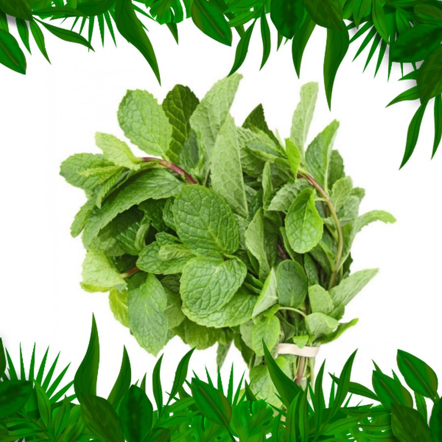 

SAYURAN FRESH NUSANTARA - Daun Mint 250gr