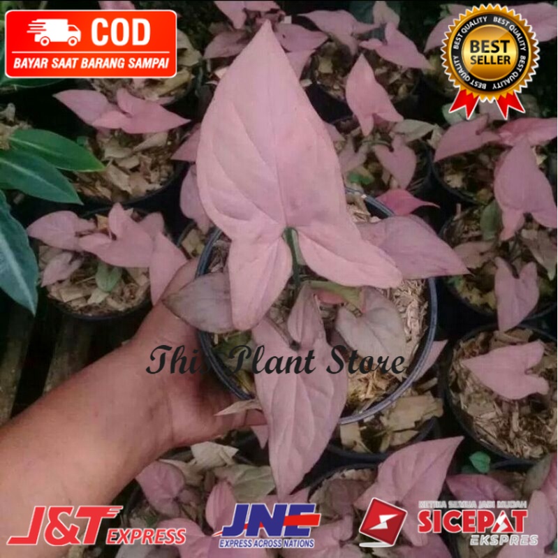 syngonium pink neon robusta original / syngonium pink perfection x neonrobusta ( TERLARIS )