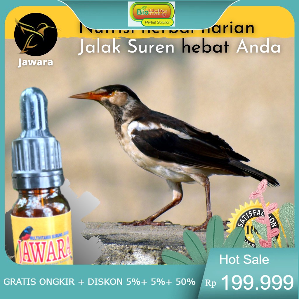 Vitamin Burung kicau, Nutrisi, Herbal Harian Kicau Burung Jalak Suren