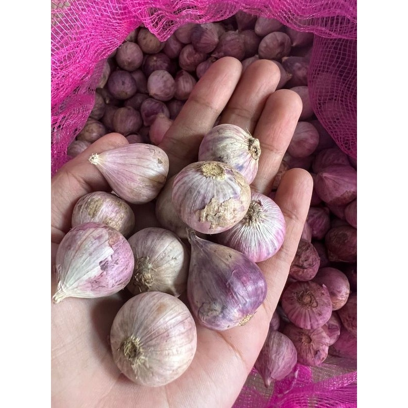 

BAWANG PUTIH TUNGGAL 1KG BAWANG LANANG MENTAH