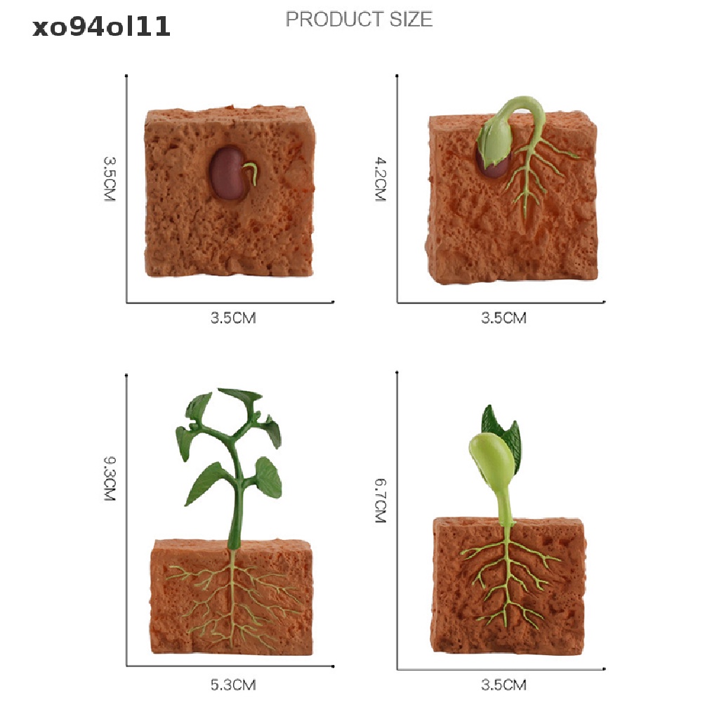 Xo Kids s Growth Life Cycle Playset Mainan Kognitif Alat Peraga OL