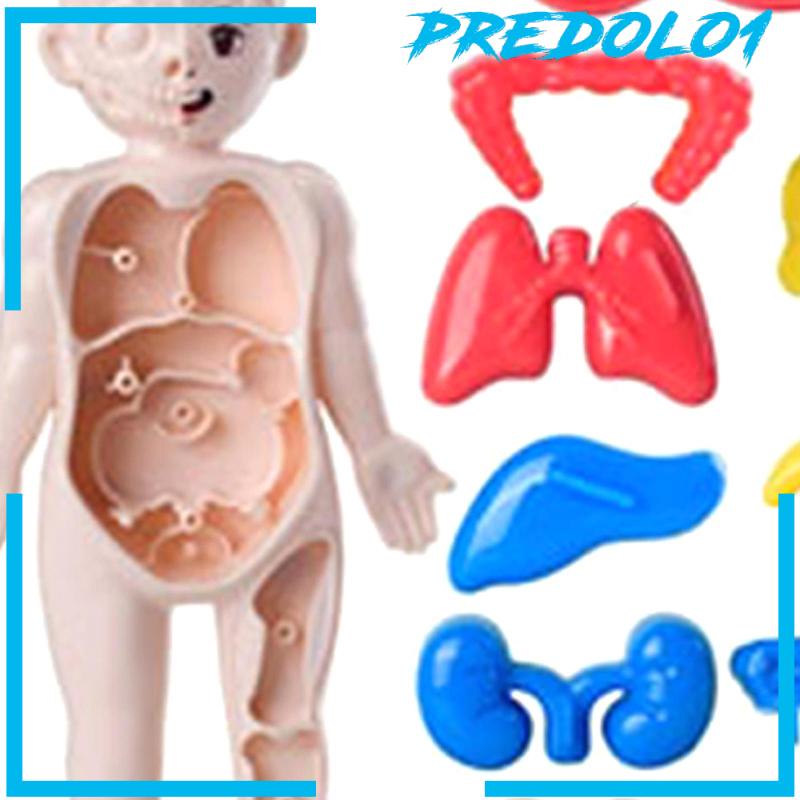 [Predolo1] Set Mainan Mengajar Tubuh Manusia Untuk Alat Mengajar Paud