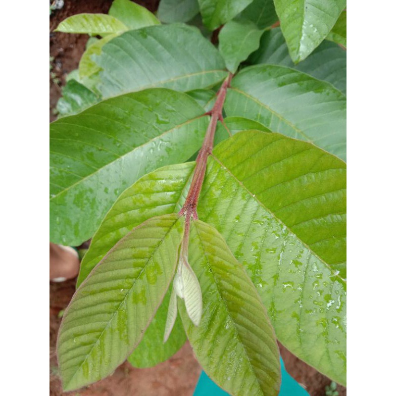 TERMURAH terbaik daun jambu segar  200 rupiah REDY LANGSUNG KIRIM