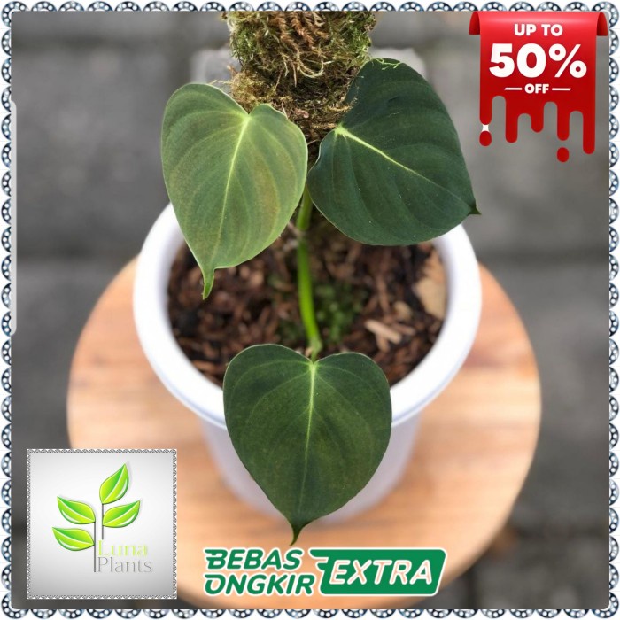 philodendron lupinum - tanaman hias philodendron lupinum