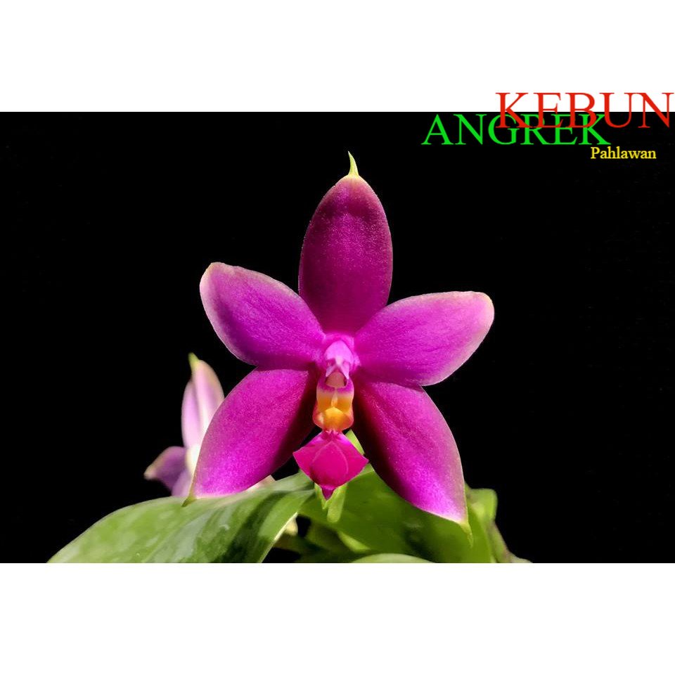 Anggrek Phalaenopsis Violacea Indigo