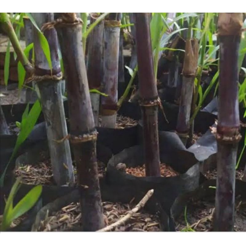 Bibit Tebu Hitam Tebu Ireng