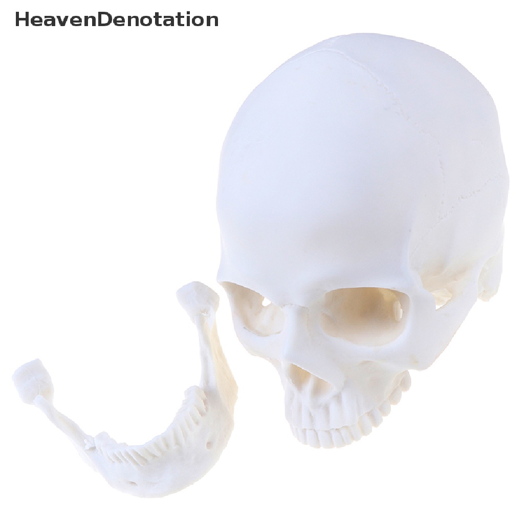 [HeavenDenotation] Tengkorak Manusia Model Resin Putih Halloween Realistis1: 1patung Dekor HDV