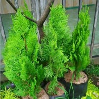 ORI !!Bibit Tanaman Cemara Rentes / Kipas - Tanaman Hias Cemara Pohon Natal