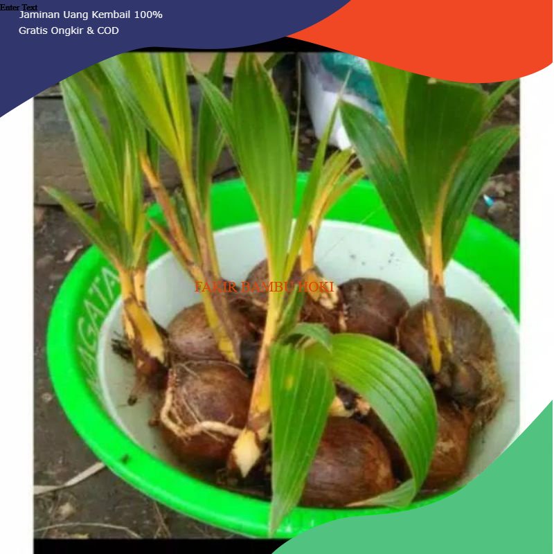 PROMO BONSAI KELAPA KUNING / HIJAU  ( BAHAN BONSAI KELAPA) MURAH