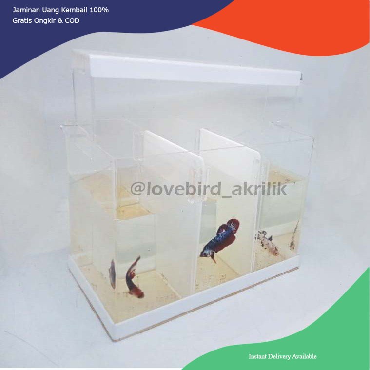 Soliter 3 ruang, Soliter ikan cupang, soliter akrilik, soliter akrilik ikan cupang, soliter 3 sekat