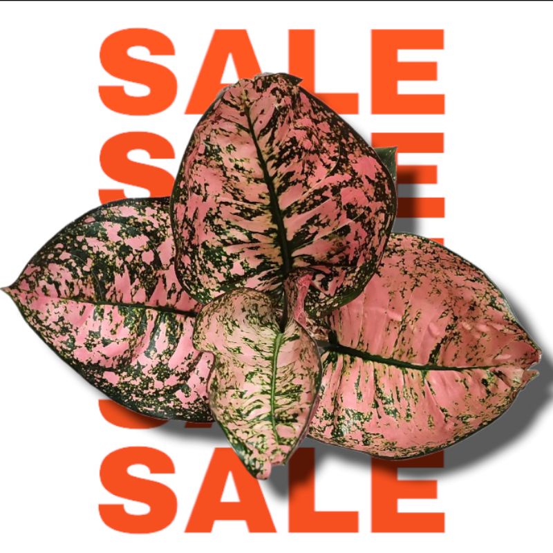 Bibit Bonggol Aglonema Ruby Kura