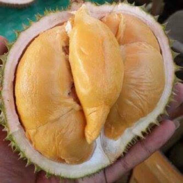 BIBIT DURIAN SUPER TEMBAGA BANGKA OKULASI CEPAT BUAH ASLI DURIAN TEMBAGA