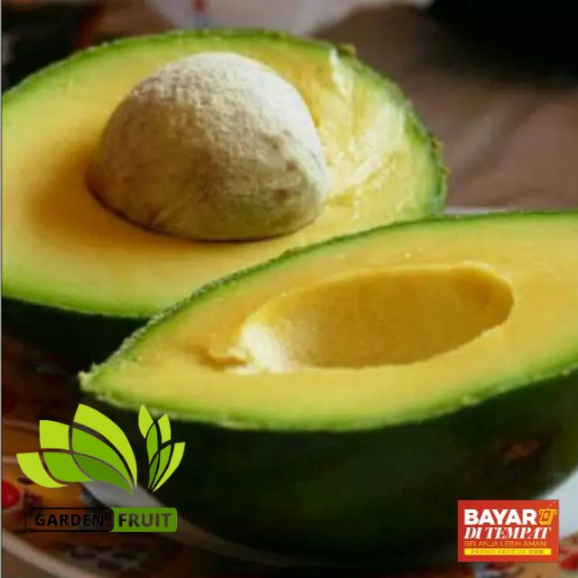Bisa COD Bibit alpukat miki asli unggul/alpukat mentega miki asli