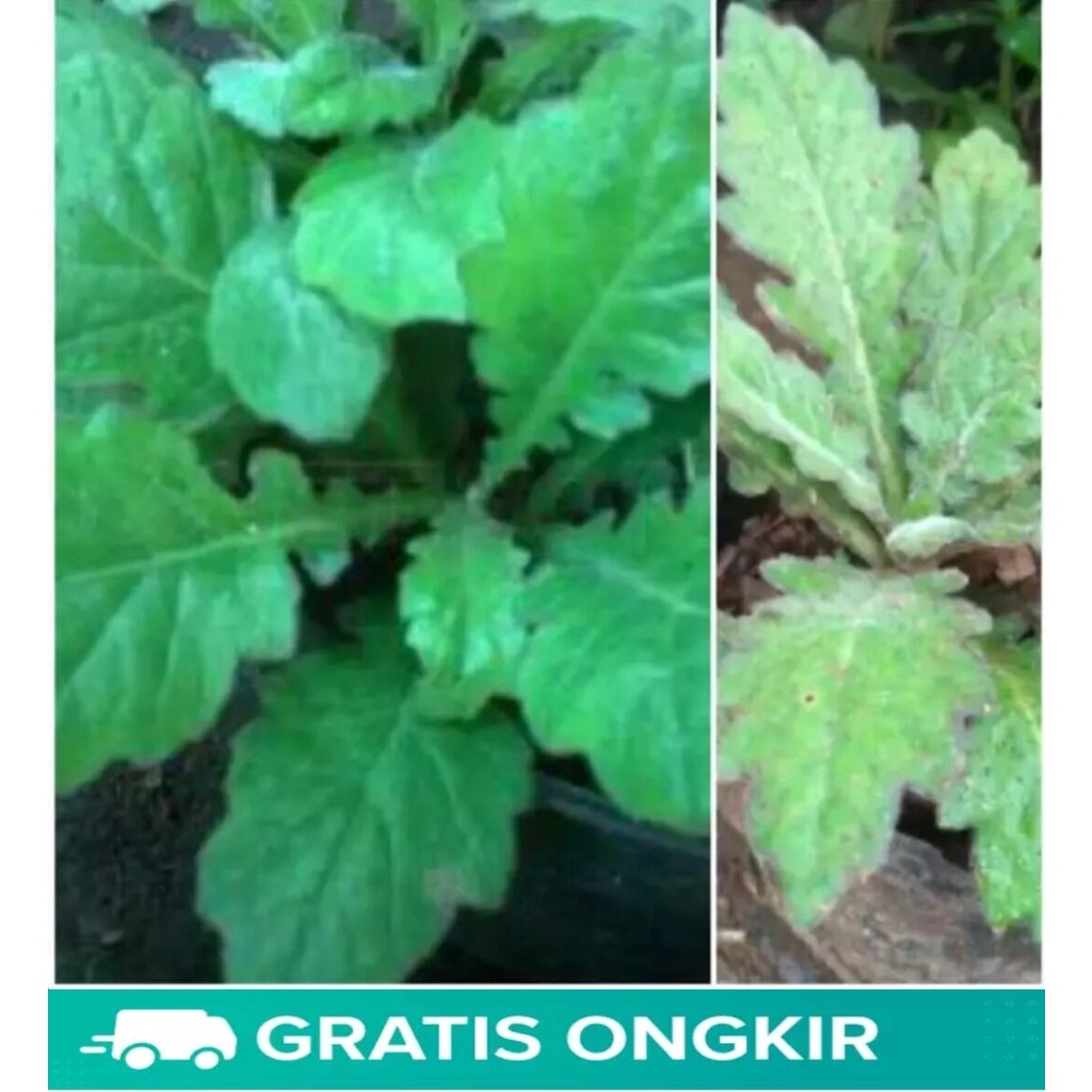 Tanaman Daun Dewa,Bibit Pohon Daun Dewa Mantap,Bibit Tanaman Daun Dewa Unggul