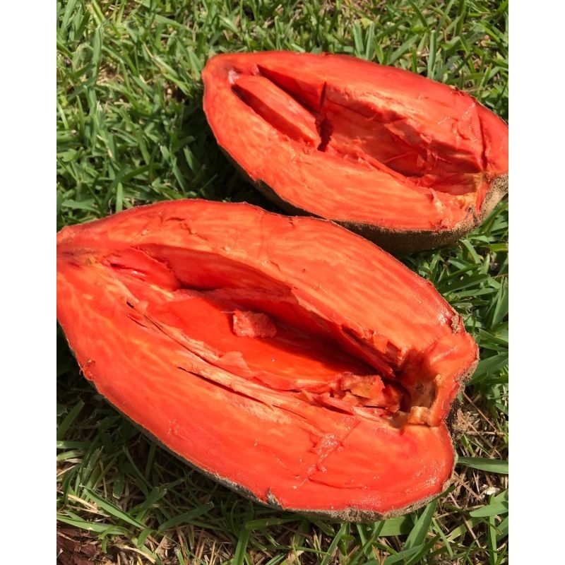 

Mamei sapote fresh / Buah segar mamey sapote magana berat 1-1,5 kg / sawo jumbo oren merah / mameysapote mengkel / mameisapote organik