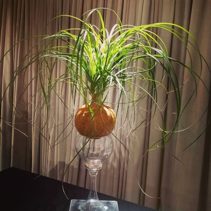 Kokedama - Palem Ponytail Palms Nolina | Beaucarnea Recurvata