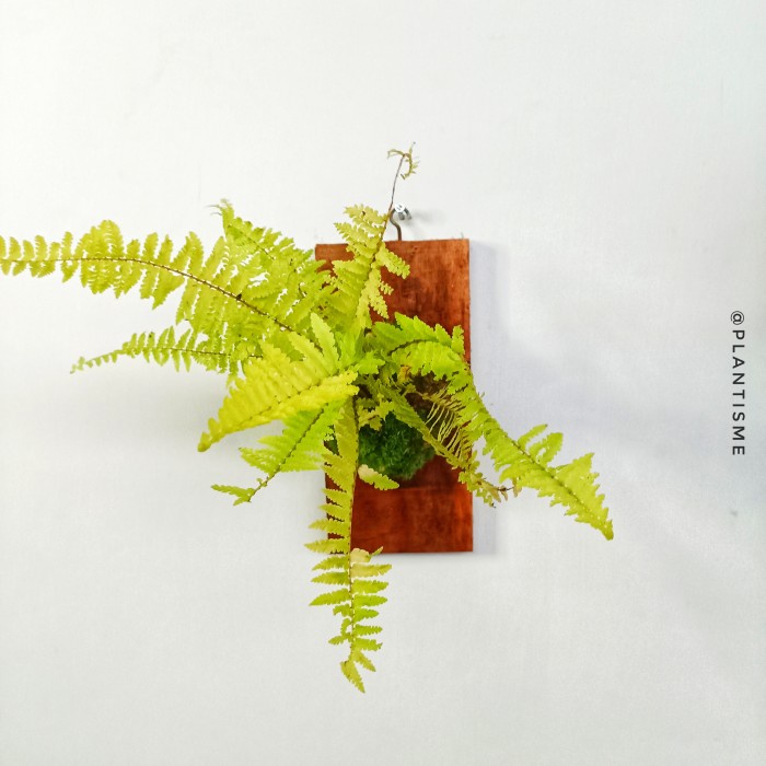 Wall of fame - Golden Fern Pakis