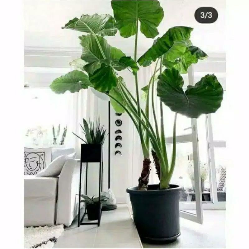 tanaman hias hidup sente hijau - keladi sente talas hijau