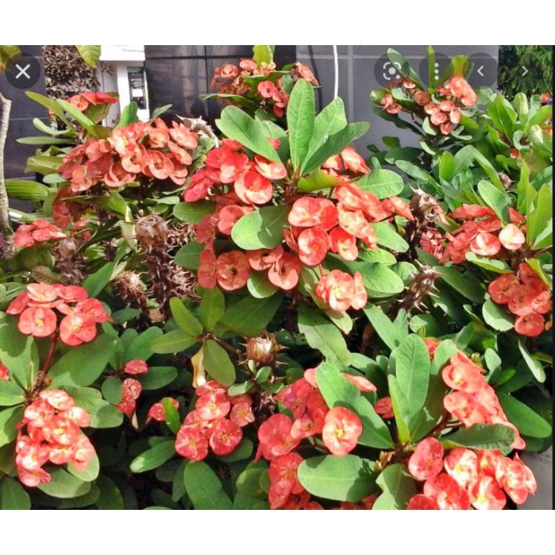 bunga eforbia merah