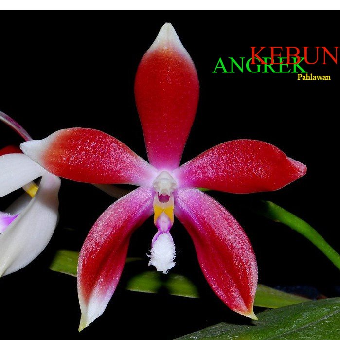 Anggrek Phalaenopsis Speciosa Red