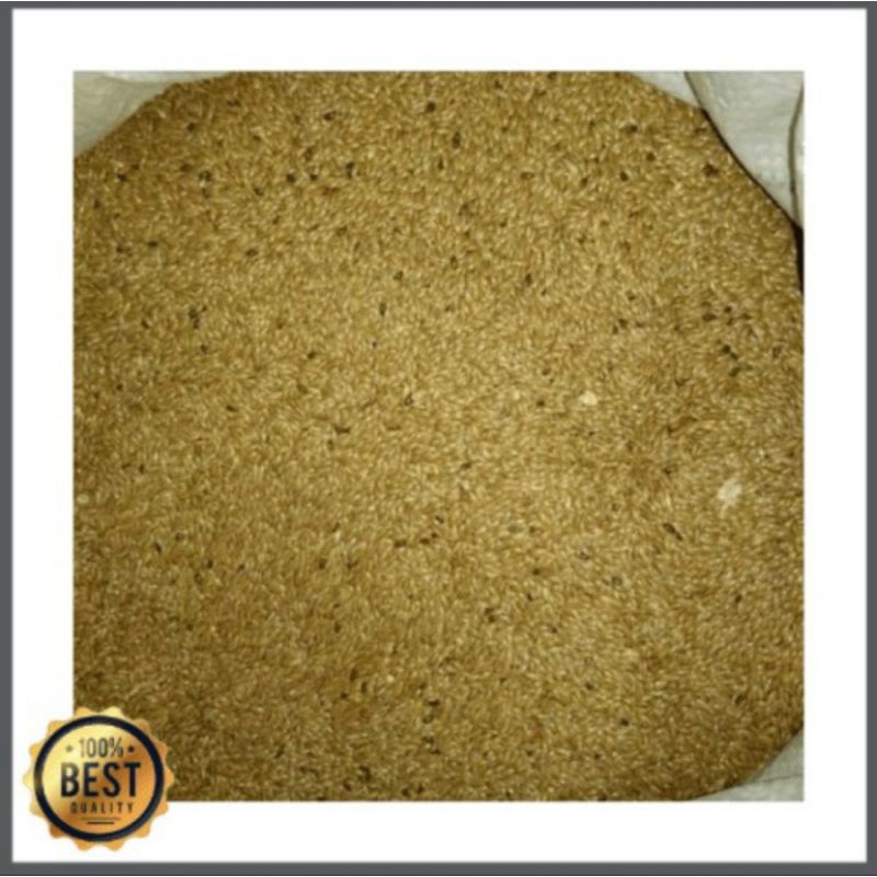 Promo Benih Biji Rumput Vetiver 150gr - Akar Wangi Anti Longsor -aglonema indukan rimbun -tanaman bu