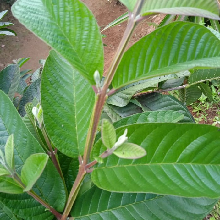 

Daun jambu biji segar - daun jambu fresh 500 gram