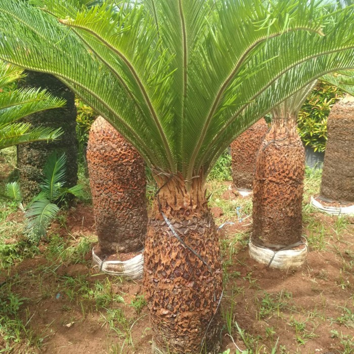 TANAMAN PALEM SIKAS TINGGI BATANG 50 CM / POHON PALEM SIKAS