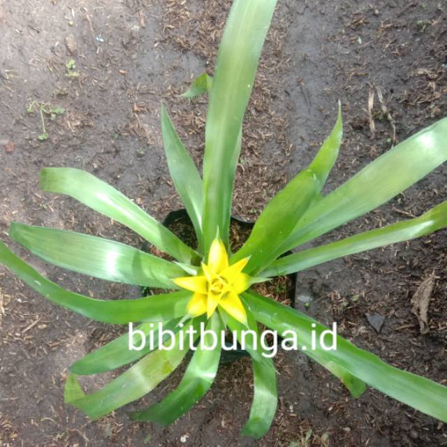 Guzmania kuning yellow / bromelia mawar kuning  - Bakul kembang