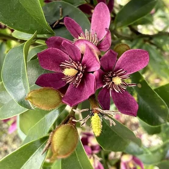 Tanaman cempaka ungu wangi