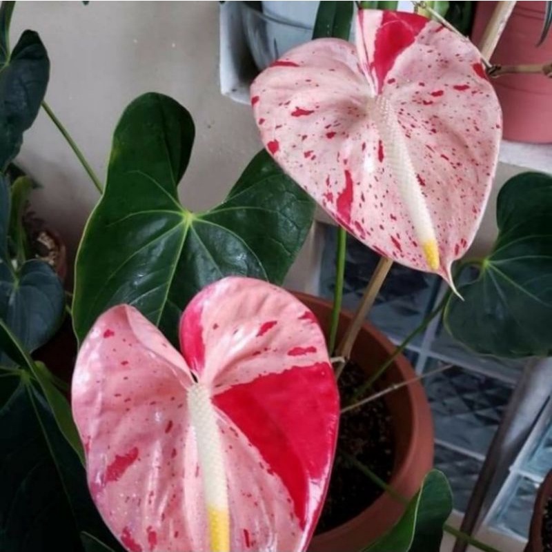Tanaman hias anthurium mickey mouse creamy volcano-hiasan rumah-bunga hidup-tanaman hias hidup-tanam