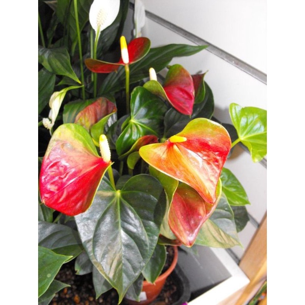 Anthurium mickey mouse rainbow-anthurium adreanum-anthurium-kembang-perlengkapan rumah-tanaman hidup