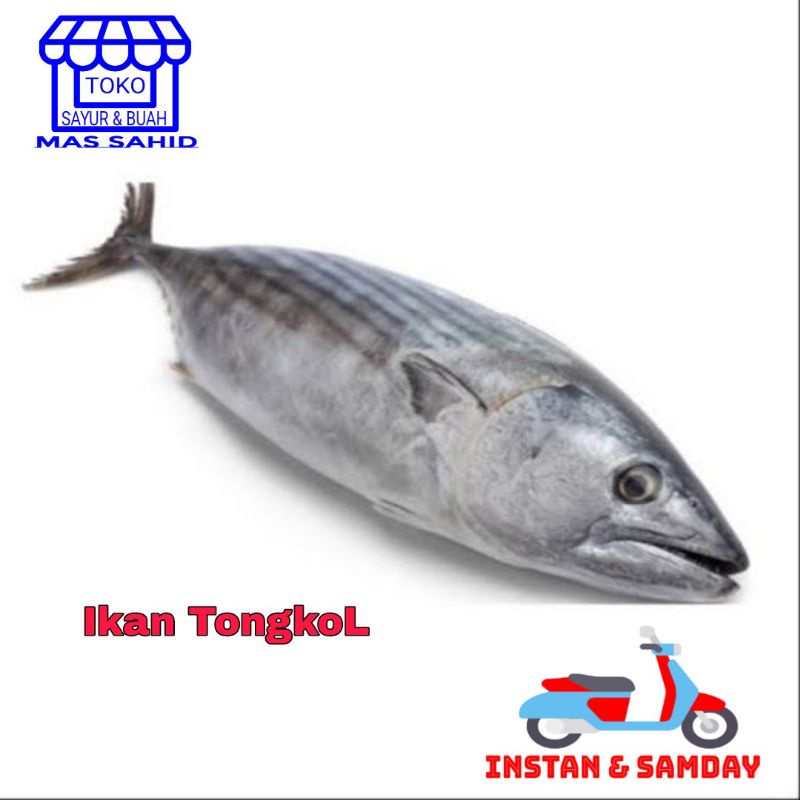 

INSTAN Ikan Tongkol Segar 1 Utuh/potong