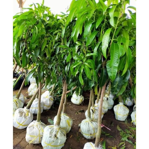 Bibit Tanaman buah Mangga Manalagi Hasil Stek Cangkok Okulasi COD
