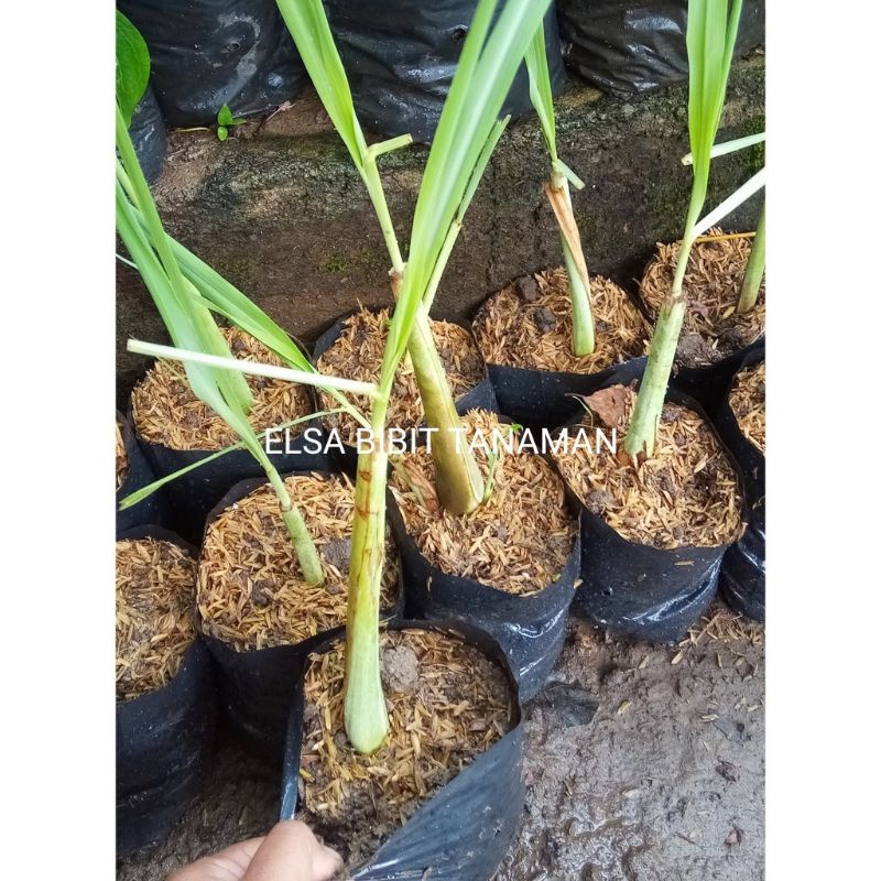BIBIT SERE PUTIH SIAP TANAM(buat masak) - Bakul kembang
