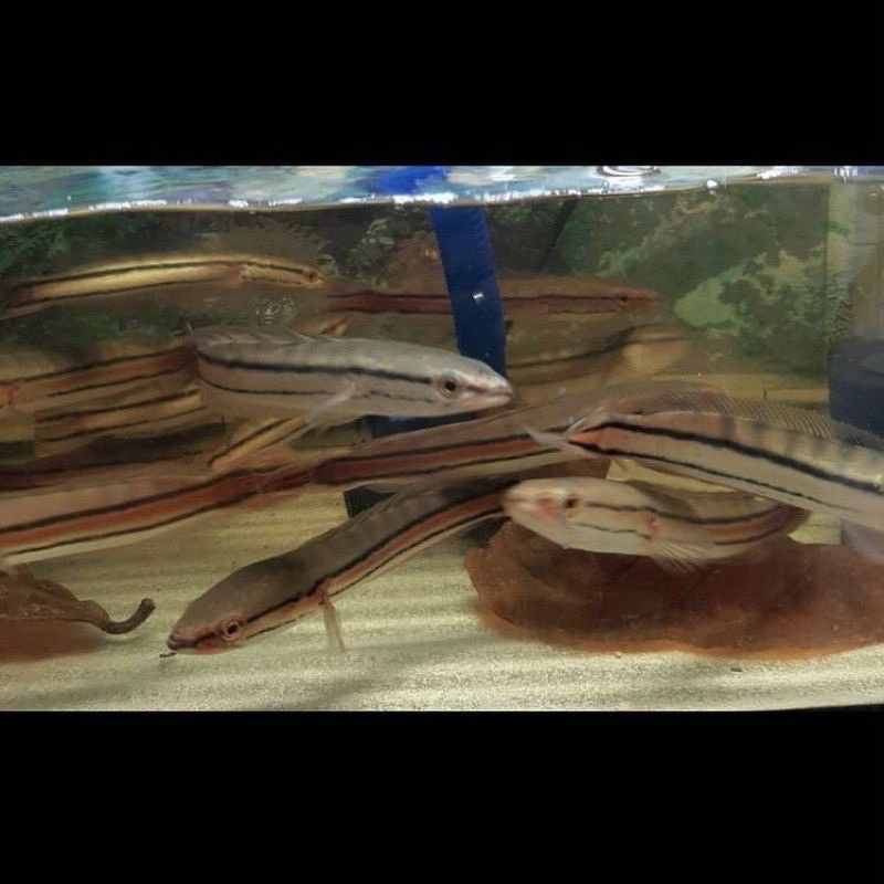 Kebutuhan akuarium gabus akuarium channa toman 9-10cm channa micropeltes mental pilihan