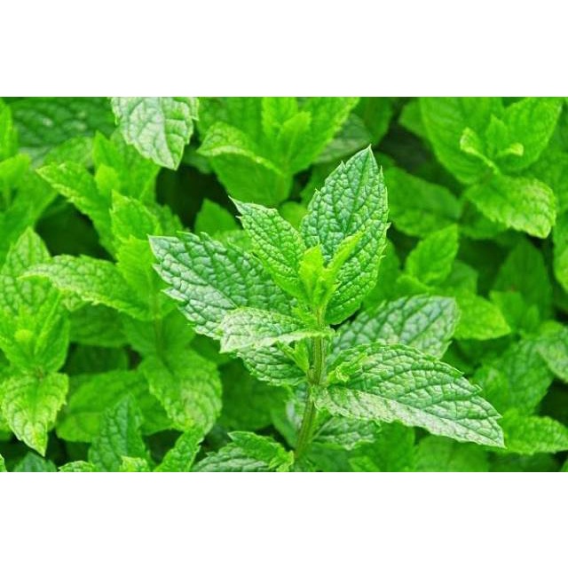 

Daun Mint Pres Segar 250 Gram