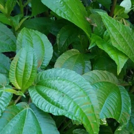 

New Promo Lalapan Daun Pohpohan Segar 250g Langsung Petik,bonus bibit 2stek COD