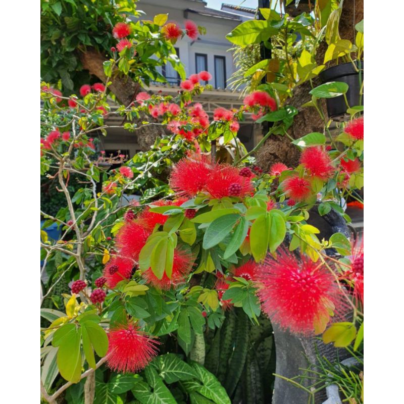 bibit bunga Kaliandra lusiana dewasa