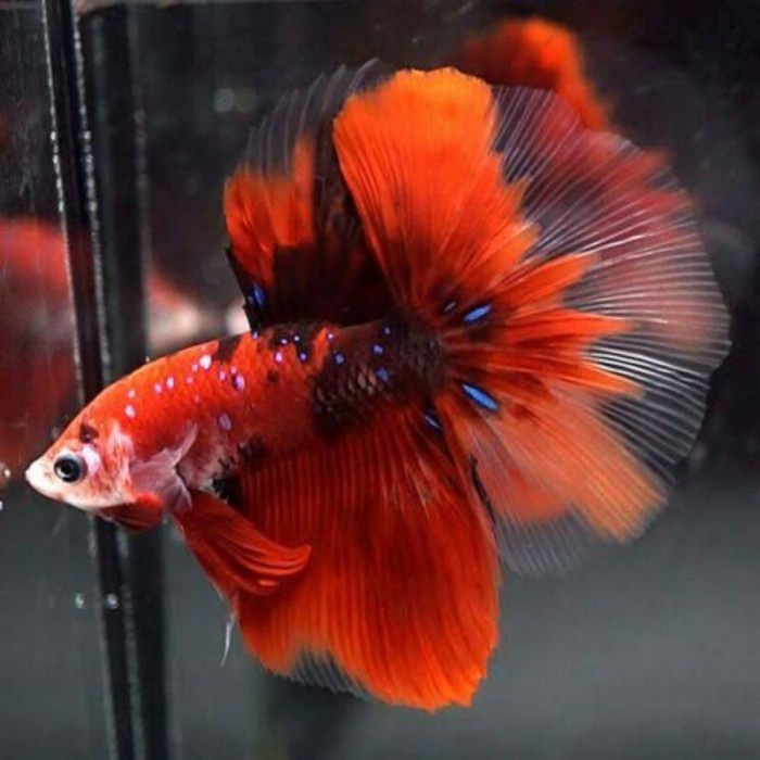 JENIS HALFMOON GALAXY MULTI, NEMO GALAXY, KOI GALAXY REAL PICT