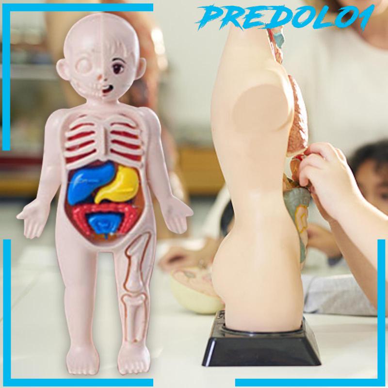 [Predolo1] Set Mainan Mengajar Tubuh Manusia Untuk Alat Mengajar Paud