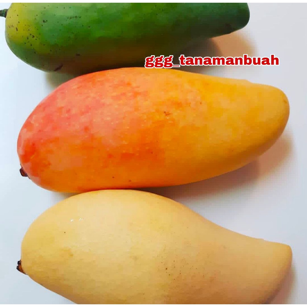 Bibit Mangga Namdokmai Mun Golden Super Cepat Berbunga