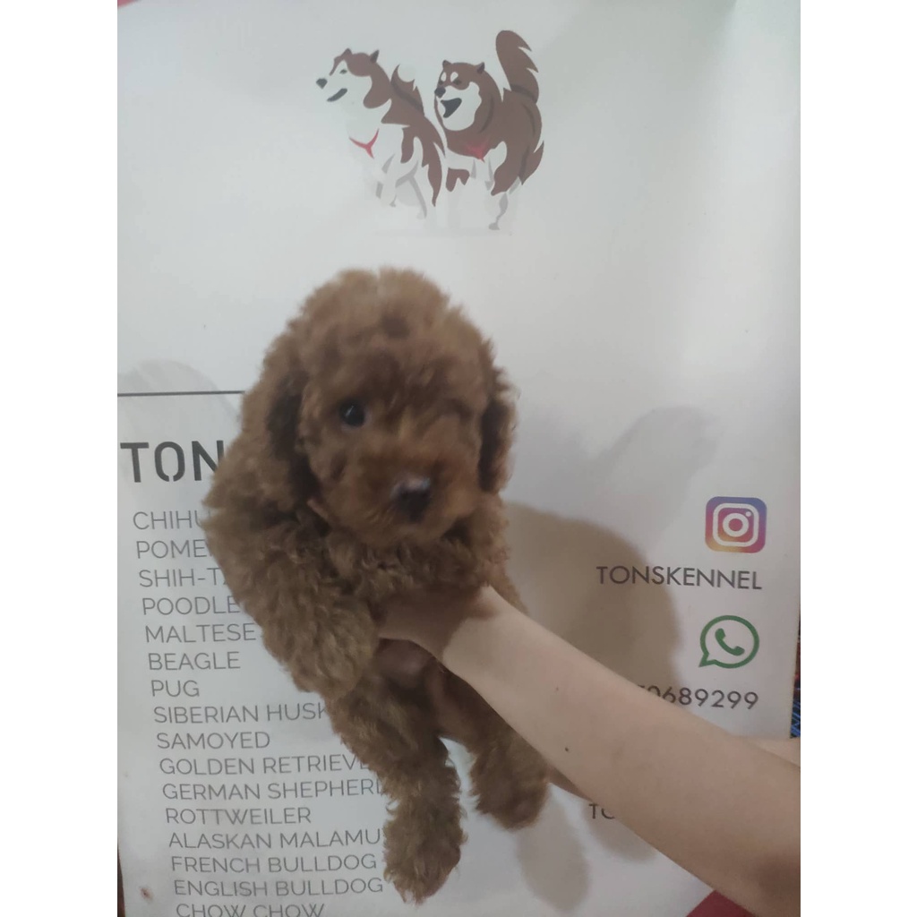 Harga poodle red store toy