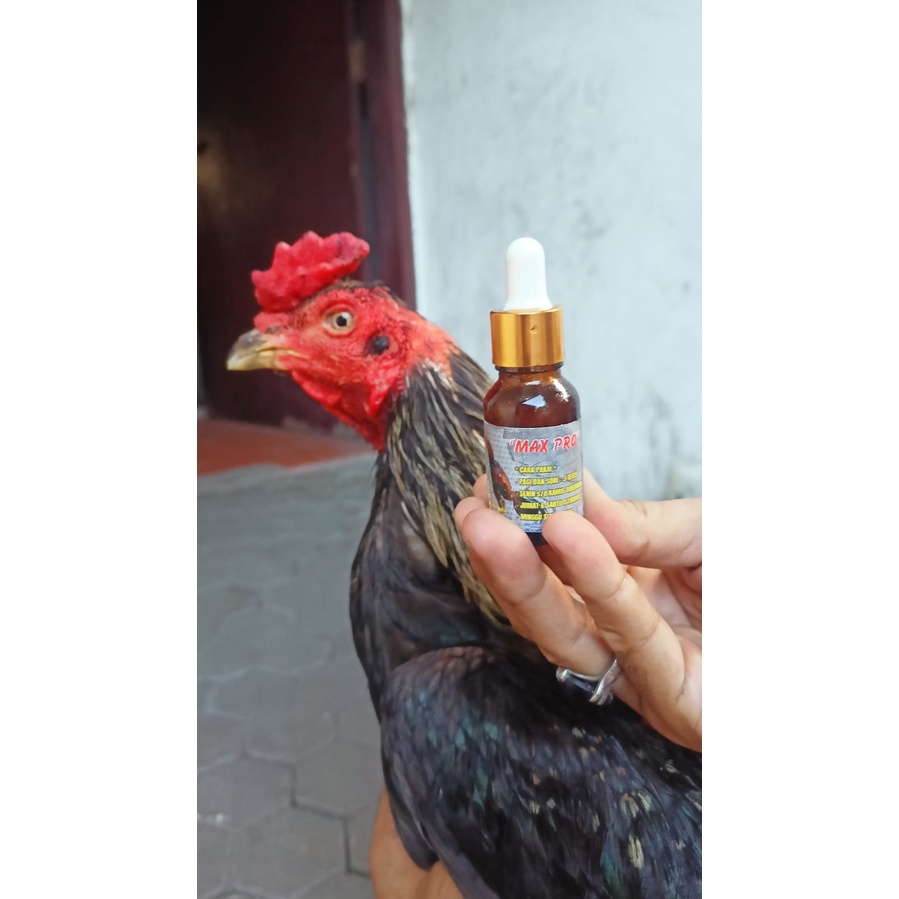 JUAL MAX PRO MAXPRO 1 BOTOL OBAT SAKIT KUNING AYAM SAWUNG JALU AMPUH PATEN MENGOBATI AYAM SAKIT KUNI