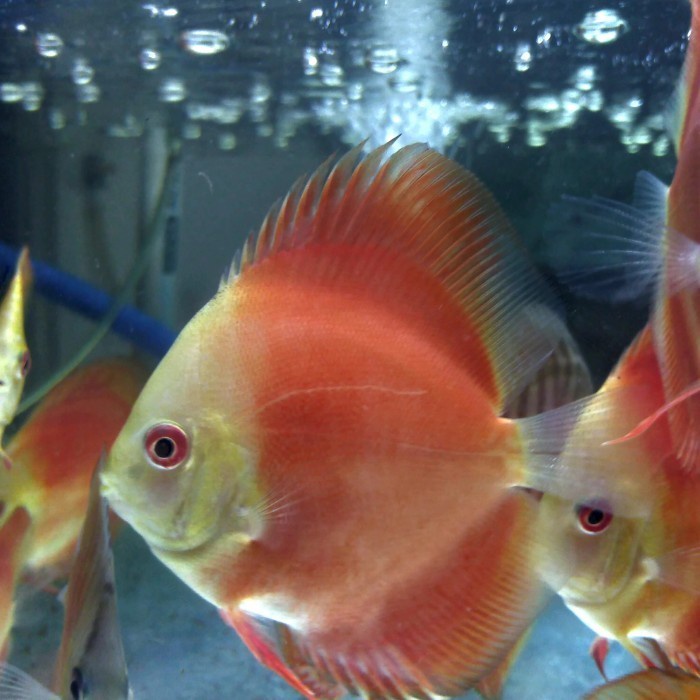 Ikan Discus Jenis Red Melon Ukuran 2 inch
