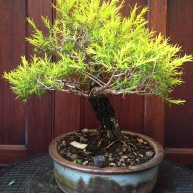 Moleka / Cemara Pucuk Kuning (Malelueca Bracteata Revolution Gold) - berakar - Bakul kembang